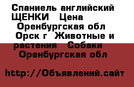 Спаниель английский. ЩЕНКИ › Цена ­ 4 000 - Оренбургская обл., Орск г. Животные и растения » Собаки   . Оренбургская обл.